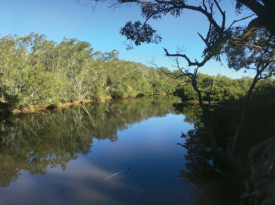 A river surrounded by bushland.